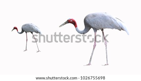 Sarus crane bird isolated on white background and have clipping paths with create from pen tool function of photoshop.