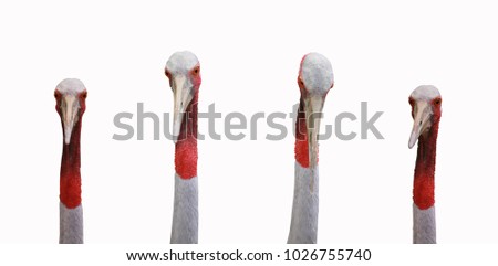 Head of a sarus crane bird isolated on white background and have clipping paths with create from pen tool function of photoshop.