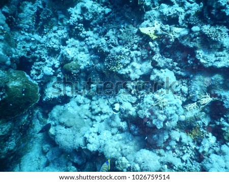 Tropical Coral reef, Underwater shot. Anemones and Soft Corals, Vibrant Colors. Beautiful underwater clip