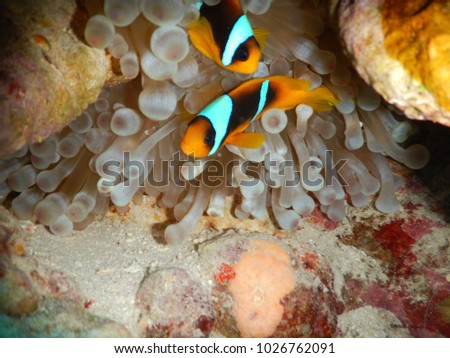 tropical fish and corals underwater