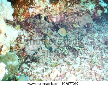 Tropical fish and corals underwater