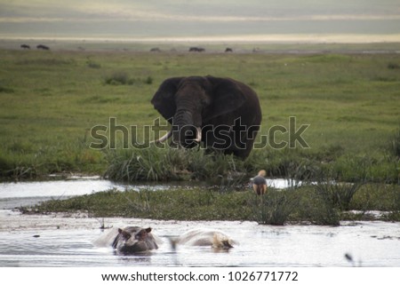 A large elephant near Hippo pool in Ngorongoro Crater with two hippos submerged in water 