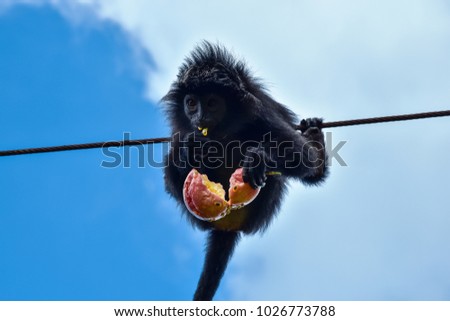 Little black monkey sitting on the rope against sky background and eating passionfruit