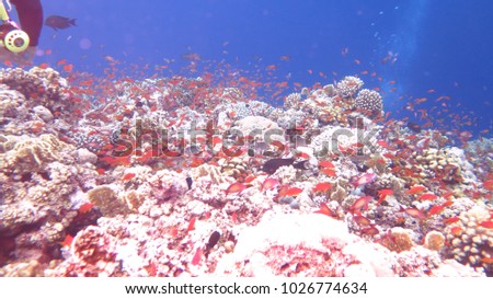 tropical fish and corals underwater