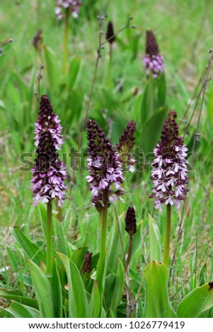 Orchis purpurea lady orchid growing beautiful in grassland 
