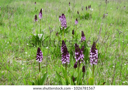 Orchis purpurea lady orchid growing beautiful in grassland 