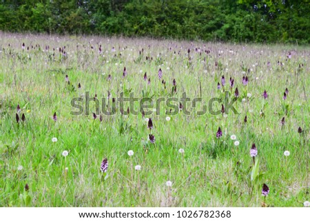 Orchis purpurea. Beautiful lady orchid growing in spring landscape