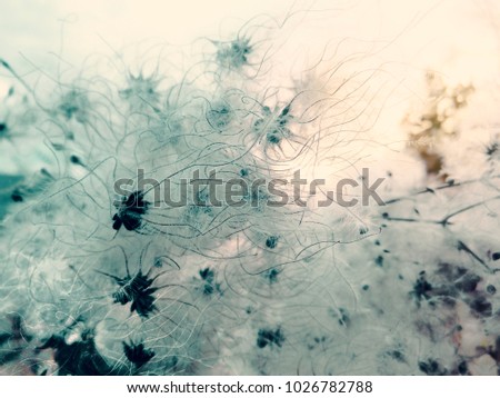 Soft focus and blurred flowers on pastel color.beautiful background.wild clematis that has fluffy  hairs around the seeds,old Man's Beard