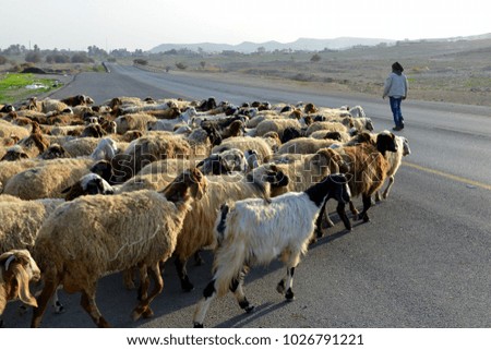shepherd walking his sheep on the road