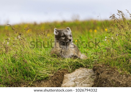 young playful arctic fox cub in iceland, summer