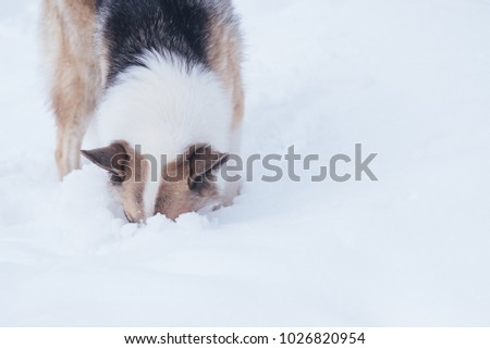 Stray dog looking for food in the snow, 