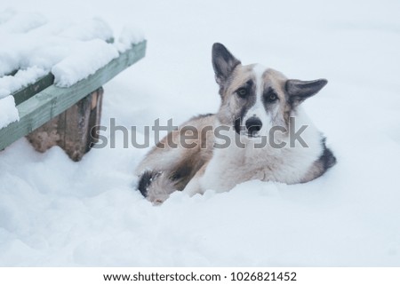Homeless sad lonely dog lying near the bench in the snow