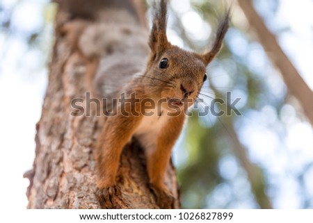 Squirrel descends the tree