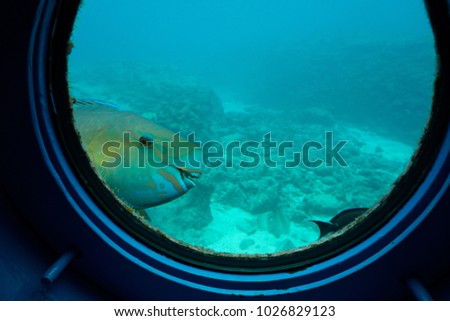 A funny picture of fish is smiling at the round window of submarine