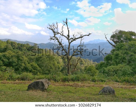 Green lawn yard with rock and a view of beautiful dry branch tree in front of scene of green forest and mountain under blue sky and with cloud