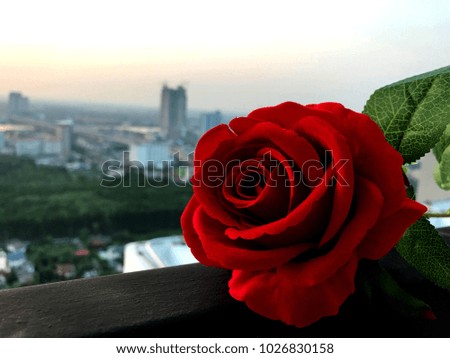 Red rose with the city view.