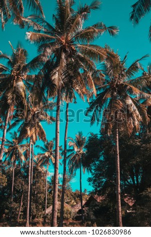 Beautiful tropical sunset with coconut palm trees at beach on blue sky with vintage effect. Toned