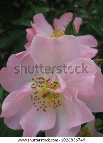 macro photo with a decorative background texture spray of garden flowers and wild rose petals with gentle pink shade of color as the source for prints, advertising, posters, interiors, decor