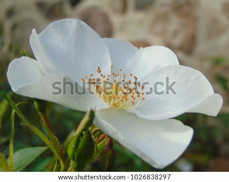 macro photo with a decorative background texture spray of garden flowers and wild rose petals with a delicate white shade of color as the source for prints, advertising, posters, interiors, decor