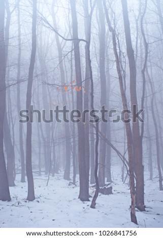 Foggy forest  with orange colored leaves and snow