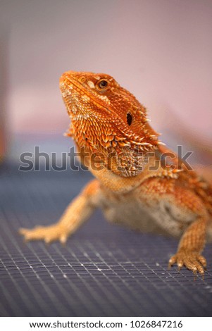 Bearded dragon isolated on background