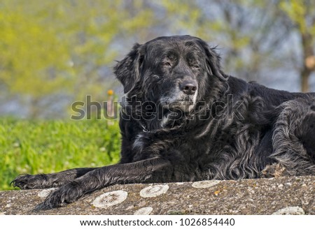 An old dog resting on an early spring sunshine