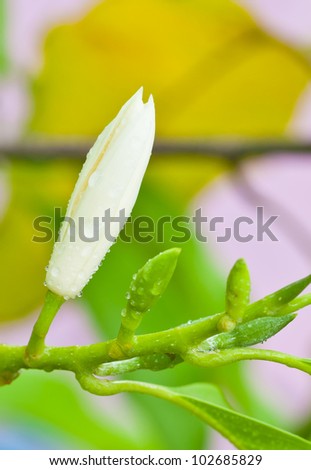 white Michelia Alba after rain,Thailand