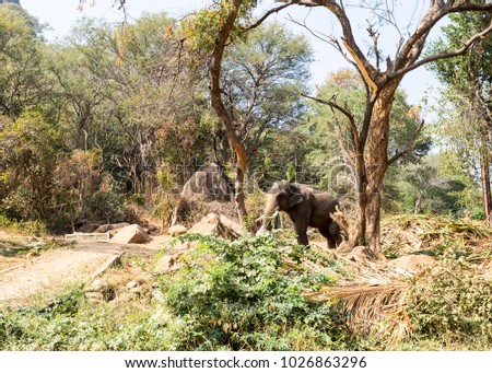 Indian elephant tusker, seen in the wilderness of Western Ghat forests.
