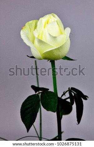 Yellow rose on the gray background. Focus is on the middle of the flower.