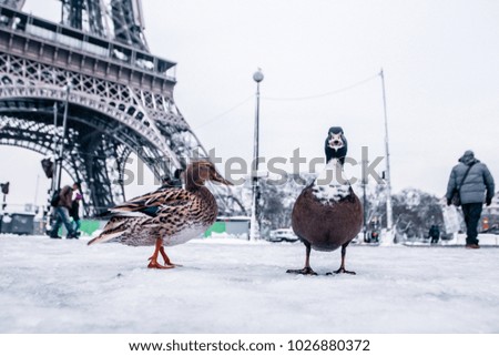 Paris in February covered in snow View of Eiffel Tower with seagull flying  Street photography