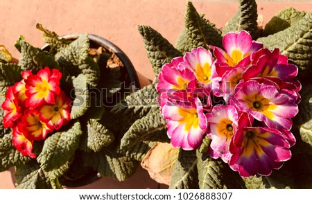 Beautiful Pansy flower,New Delhi,India