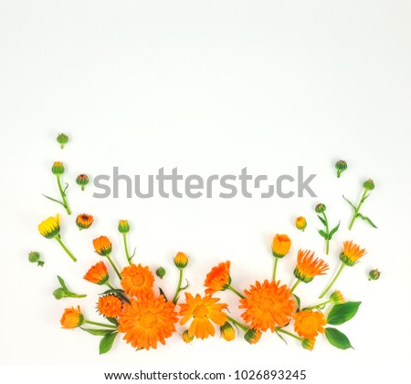 Colorful bright pattern of orange calendula flowers on white background. Flat lay, top view, natural background with place for text