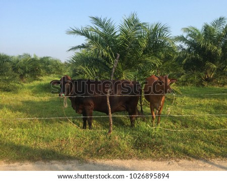Two brown cows are standing on green grasses outdoor behind barbed wire fences with the background of green palm trees and clear blue sky during the day.