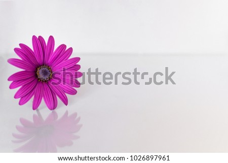 Purple flower of daisy or gerbera reflected in white glass. Place for text or note.