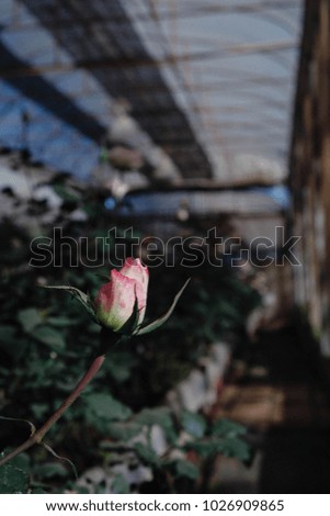 budding rose in garden
