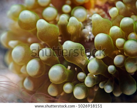 Close-up photography of bubble tip anemone.
Divesite: Pulau Bangka (North Sulawesi/Indonesia)