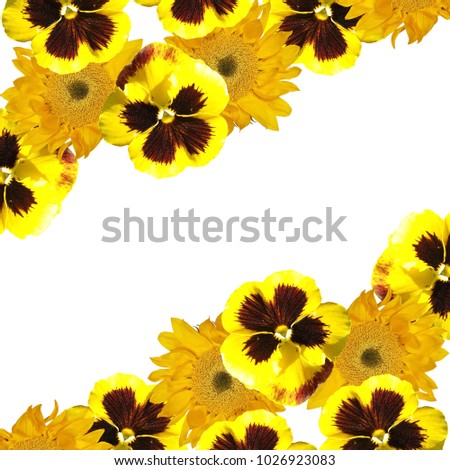 Beautiful floral background of sunflowers and pansies
