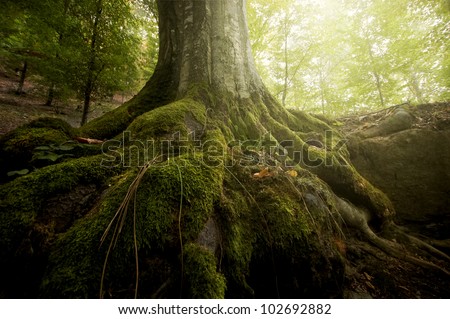 tree roots and sunshine in a green forest Royalty-Free Stock Photo #102692882