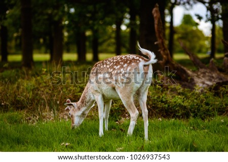 Young wild deer on green grass 