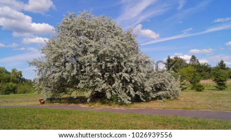 White Willow. Salix alba. Salicaceae Family