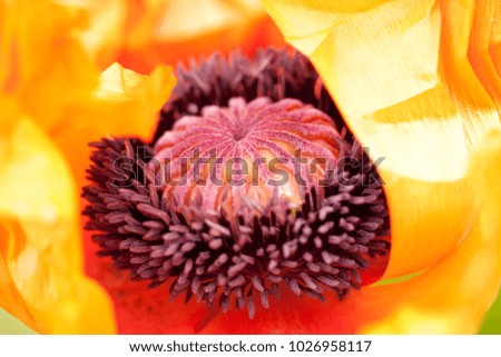 beautiful unusual bright poppy flower