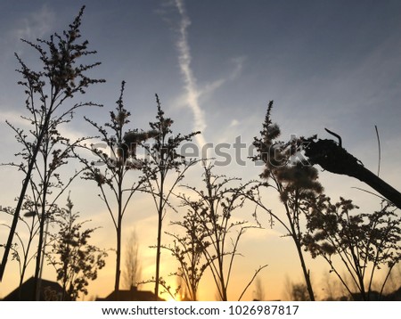 Blurry background of Looking up and through the grass. Watch the sunset Or sunrise