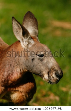 Head of red kangaroo