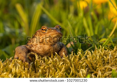 Common toad sitting on the moss