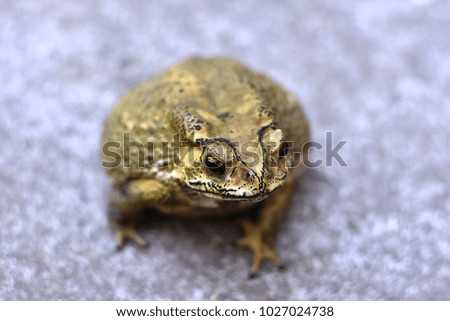 A closeup image of toad 
