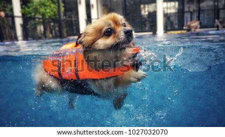 A smiley cute dog, brown petite one, is swimming with the orange lifeguard jacket in the new blue pool to get a soft exercise. Water therapy is a good healing and comfortable relaxing activity. Royalty-Free Stock Photo #1027032070