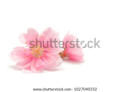 Japanese peach flower and petals on white background Royalty-Free Stock Photo #1027040332