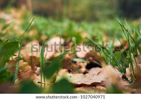 Autumn leaves in winter with Spring grass