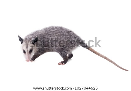 The Virginia opossum (Didelphis virginiana), commonly known as the North American opossum. Isolated on white background