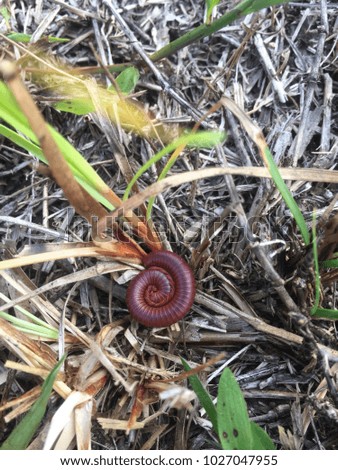 A millipede is curling into a small round shape on dry grasses.